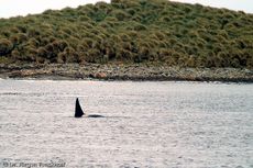 Orca (25 von 59).jpg